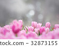 Tulips flower in the garden 32873155