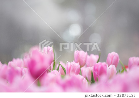 Tulips flower in the garden 32873155