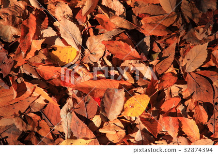 Autumn leaves Autumn leaves 32874394