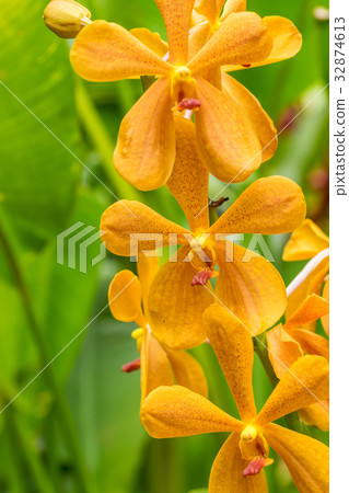 Closeup yellow orchid flowers 32874613