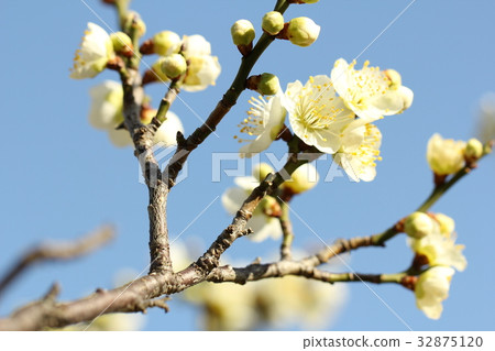 plum plum 32875120