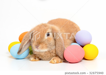 Cute little easter bunny Cute little easter bunny 32875940