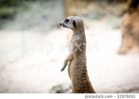 狐獴 32876091