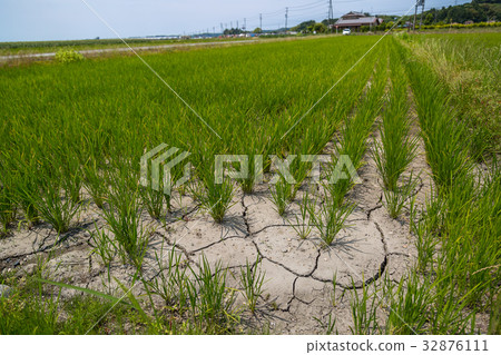 Rice production Rice production 32876111