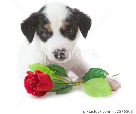 puppy dog with rose puppy dog with rose 32876568