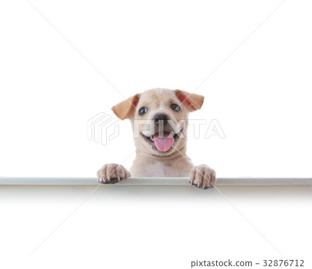 dog with empty boar 32876712