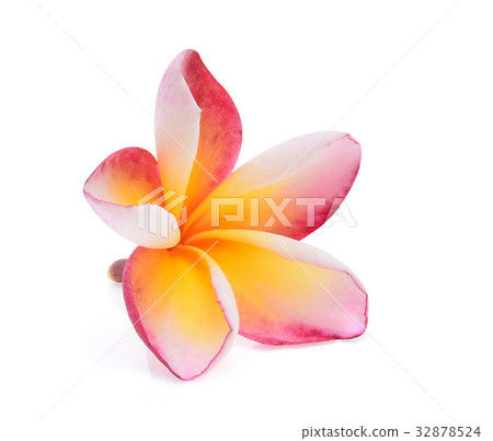 Tropical flowers frangipani (plumeria) Tropical flowers frangipani (plumeria) 32878524
