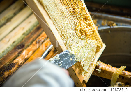 The beekeeper separates the wax from the honeycomb The beekeeper separates the wax from the honeycomb 32878541