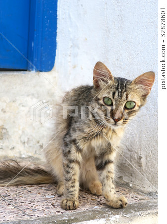 Curious cat with green eyes on Tunisian street 32878601