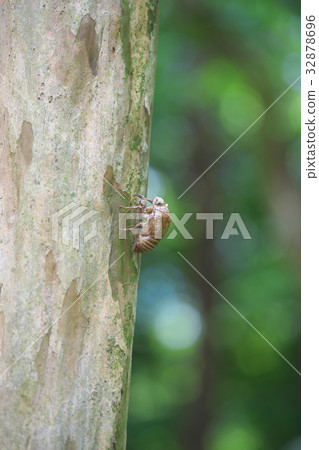 Cicada shell Cicada shell 32878696