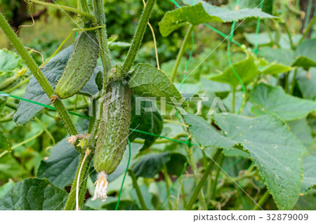 Cucumber on a bed Cucumber on a bed 32879009