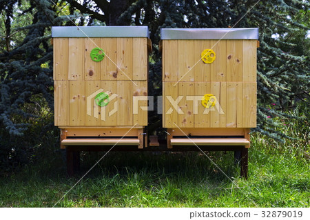 Bees flying into wooden hive on a sunny day 32879019