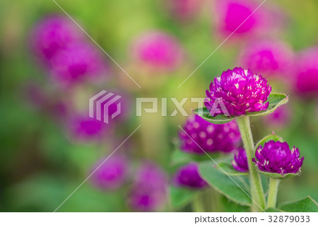 花卉散景 32879033
