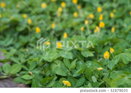 花卉散景 32879035