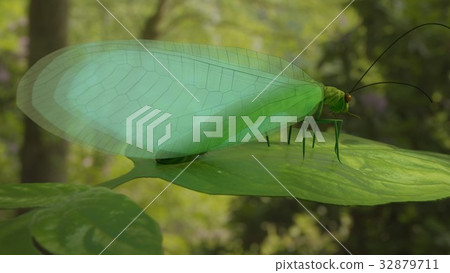 Chrysopidae insect green lacewing 3d illustration 32879711