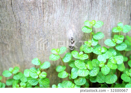 天使的眼淚 32880067