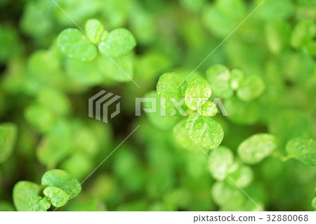 Tears of an angel 32880068