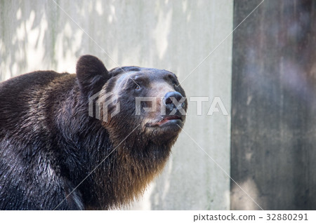 Ueno Zoo | Japanese Black Bear Ueno Zoo | Japanese Black Bear 32880291