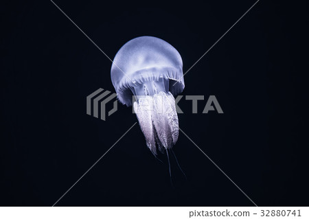 Illuminated jellyfish on black dark background. 32880741