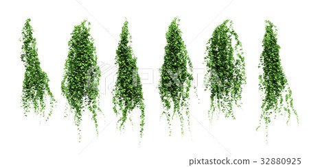 常春藤集 32880925