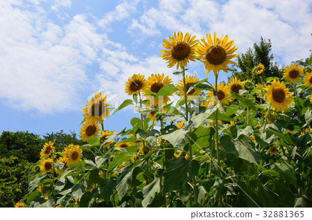 Sunflower blooming Minami Osawa station square Hachioji city 32881365