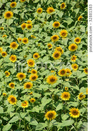 Sunflower blooming Minami Osawa station square Hachioji city Sunflower blooming Minami Osawa station square Hachioji city 32881383