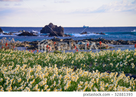 水仙開花，Minamiizu Izurugizaki 32881393