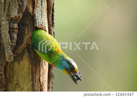 Muller's barbet 32881487