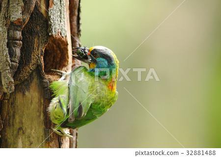 Muller's barbet 32881488