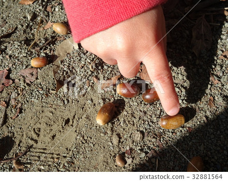 Picking up acorns Picking up acorns 32881564