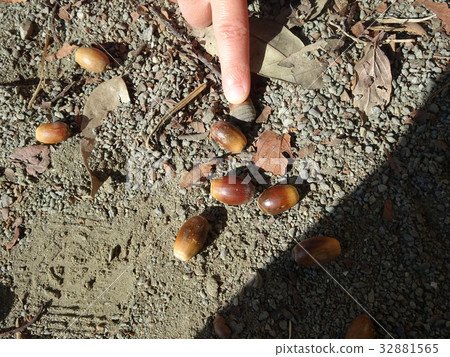 Picking up acorns Picking up acorns 32881565