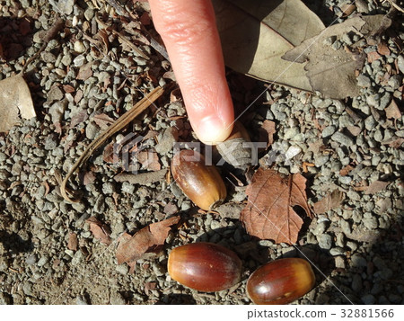 Picking up acorns Picking up acorns 32881566