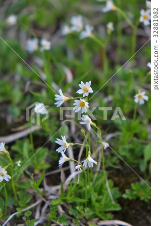 Hinazakura Hinazakura 32881982