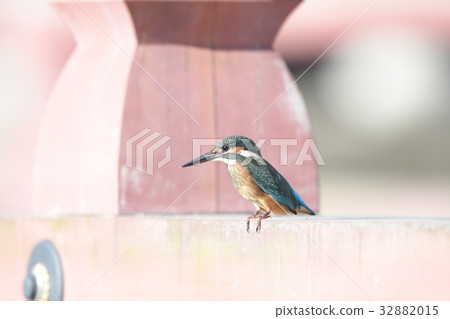 Kingfisher young bird a2 stopping in Hirahashi of Shimei Temple 32882015