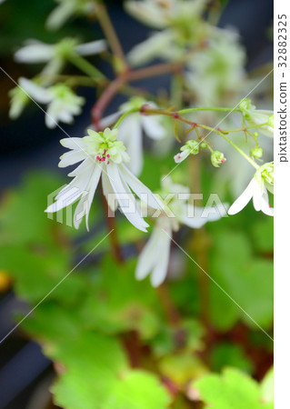 Yukinoshita在高地開花 Yukinoshita在高地開花 32882325