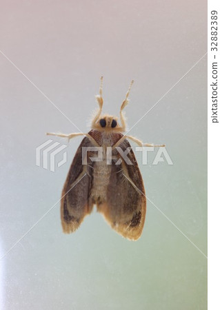Chad Kuga (ventral side) 32882389