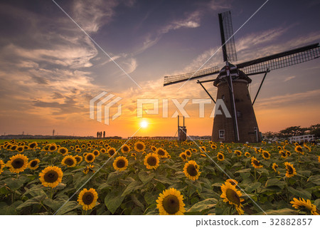 Sakura hometown open space sunflower sunset 32882857