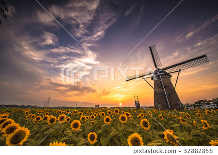 Sakura hometown open space sunflower sunset 32882858