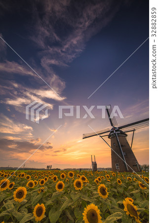 Sakura hometown open space sunflower sunset 32882859