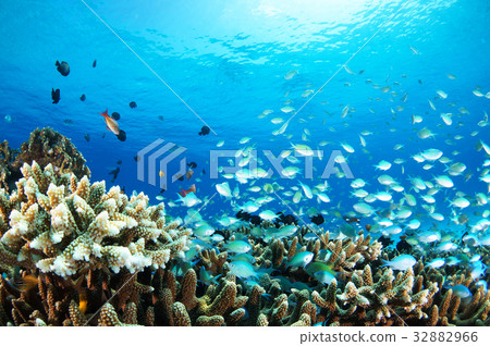 Blue seas, coral and fish 32882966