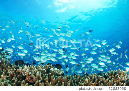 藍色的大海,珊瑚和魚類 藍色的大海,珊瑚和魚類 32882968