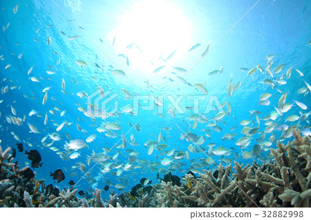 Blue sea, sun and fish Blue sea, sun and fish 32882998