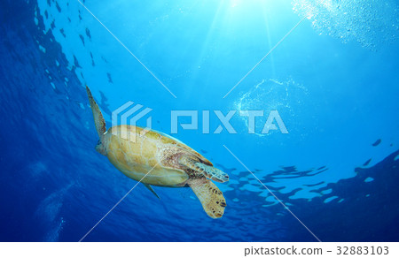Sea turtle and blue sea Sea turtle and blue sea 32883103