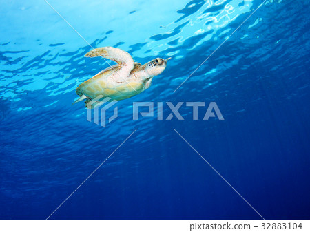 Sea turtle and blue sea Sea turtle and blue sea 32883104