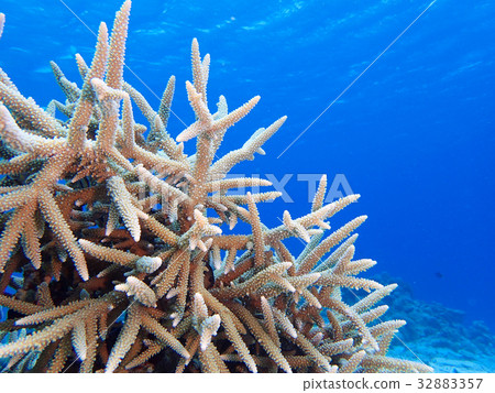 藍色的大海和珊瑚礁 32883357