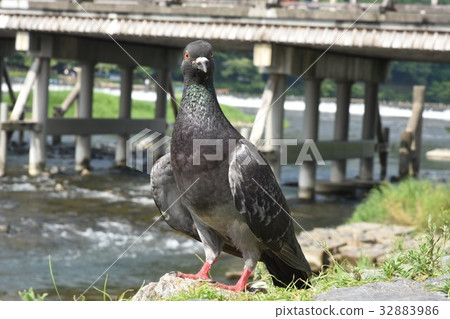 鴿子 32883986