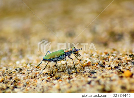 tiger beetle tiger beetle 32884445