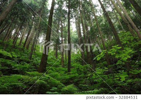 Bright planted area Oku Musashi / Kitamuko Jizo 32884531