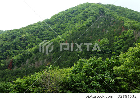 Signs of withering of tree planting Signs of withering of tree planting 32884532