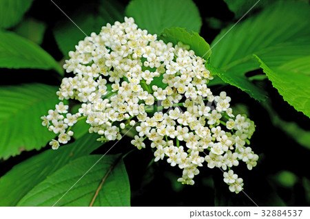 Sesame flower 32884537
